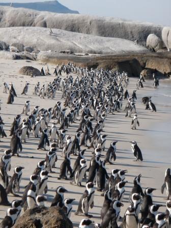 Pingus, thousands of 'em